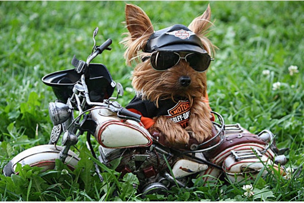 Harley-Davidson Pets Supplies 哈利寵物用品天地