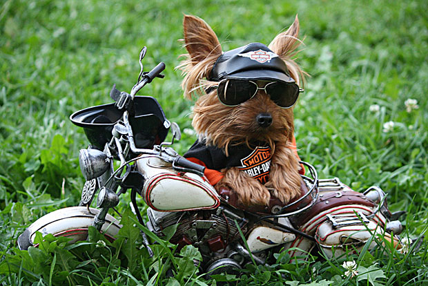 harley davidson pet